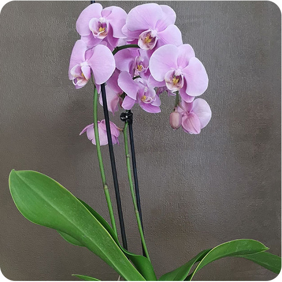 Orchidée rose