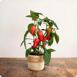 Plante poivron en pot – plante décorative colorée à offrir