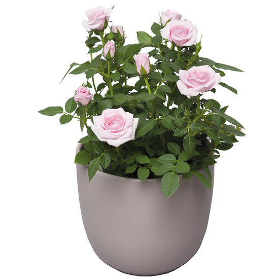 Plante Rosier rose Livraison de plantes | 123Fleurs