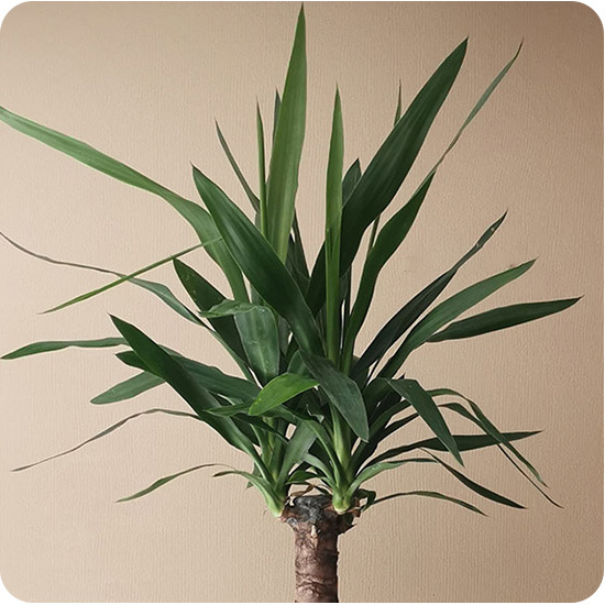 Plante Yucca