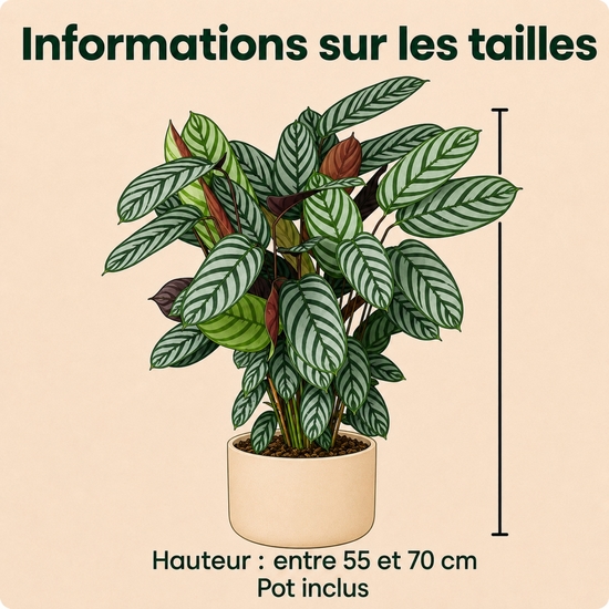Plante verte Calathéa
