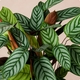 Plante verte Calathéa