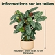 Plante verte Calathéa