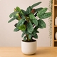 Plante verte Calathéa