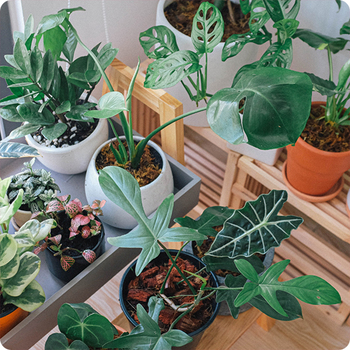 Plante verte du fleuriste