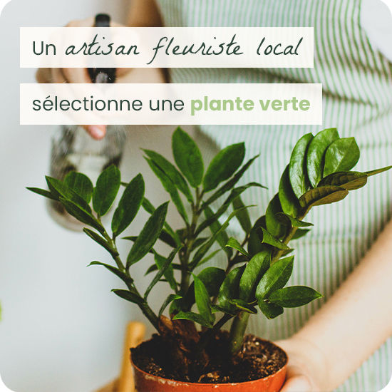 Plante verte du fleuriste - livraison de fleurs