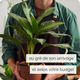 Plante verte du fleuriste - livraison de fleurs
