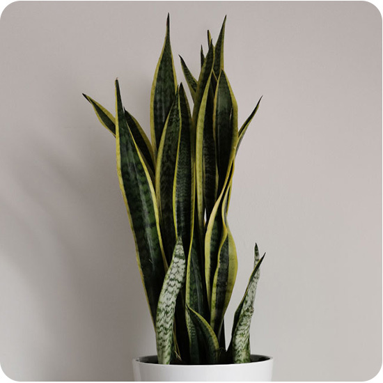 Plante Sansevieria
