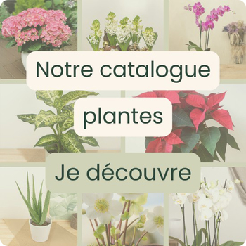 Nos plantes fleuries