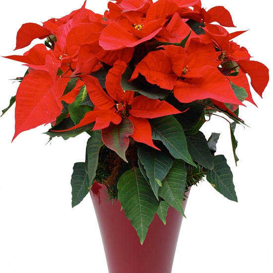 Le Poinsettia est une plante typique des fêtes de fin d'année. Plante à fleurs d'hiver, le Poinsettia fleurit lorsqu