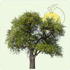 Arbre Hommage - Pommier à planter