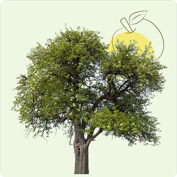 Arbre Hommage - Pommier à planter