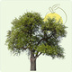 Arbre Hommage - Pommier à planter