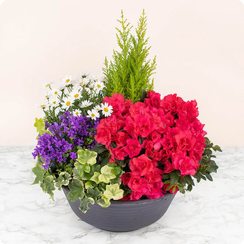 Précieux Souvenirs - Livraison rapide d’un hommage végétal avec 123fleurs