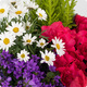 Précieux Souvenirs - Composition de plantes fleuries colorées avec conifère