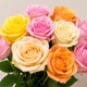 Rose multicolore ton pastel à l'unité, tige longue 60 cm 123fleurs