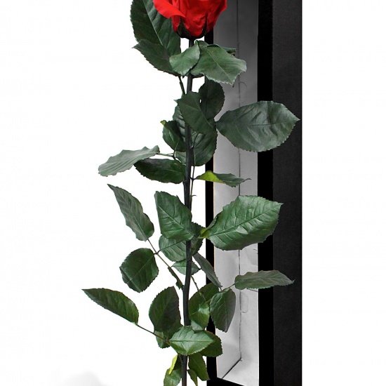 Roses éternelles talisman Rose rouge en boîte 
