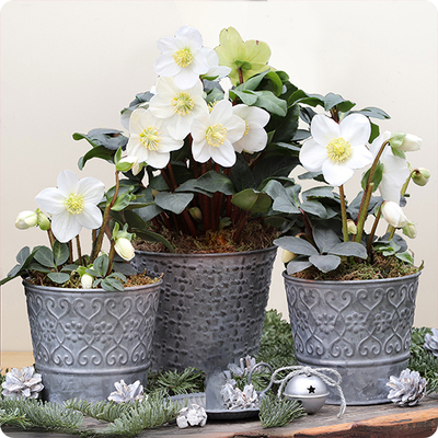 Hellebores blanches en pot ou roses de Noël