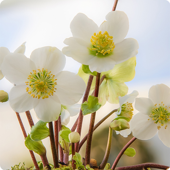Hellebores blanches en pot ou roses de Noël