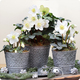 Hellebores blanches en pot - Livraison de fleurs en 4h