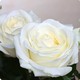 Roses blanches à la tige