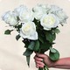 Roses blanches à la tige