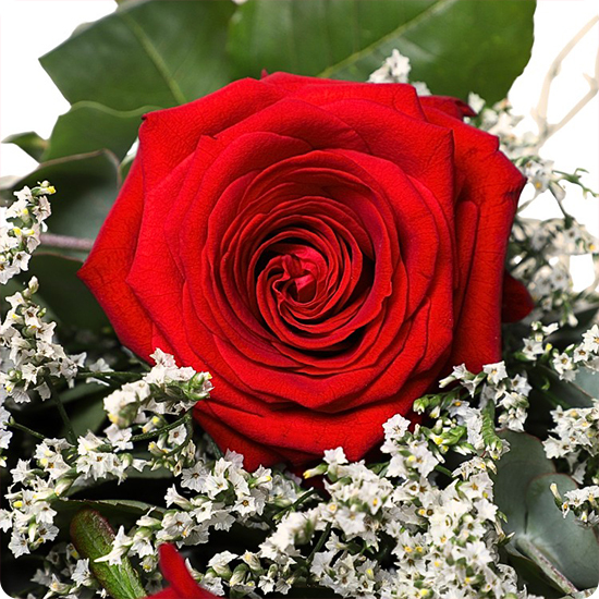 Roses rouges avec son feuillage blanc et vert