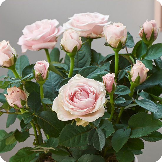 rosier arrivage du fleuriste