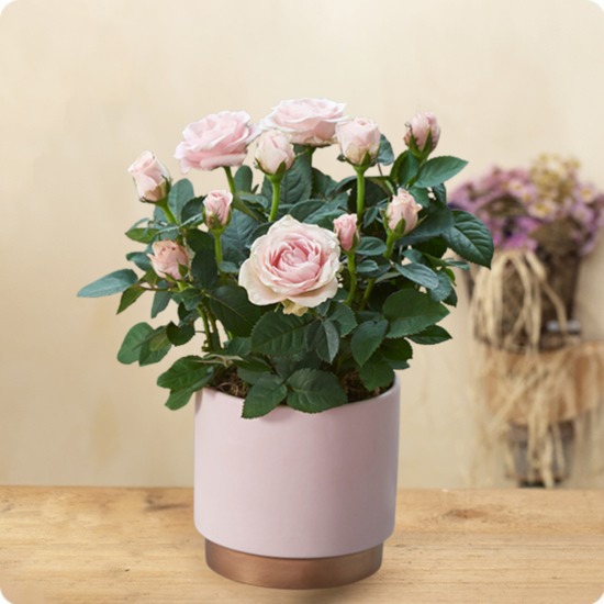 Rosier arrivage du fleuriste - Livraison de fleurs