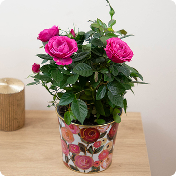 Offrez un Rosier en pot plein de charme avec 123fleurs. Livraison rapide partout en France par un fleuriste local.