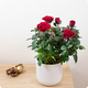 Rosier en pot décoratif fleuri