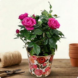 Offrez un Rosier en pot plein de charme avec 123fleurs. Livraison rapide partout en France par un fleuriste local.