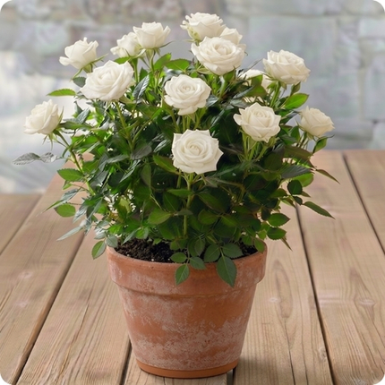 Offrez un Rosier en pot plein de charme avec 123fleurs. Livraison rapide partout en France par un fleuriste local.