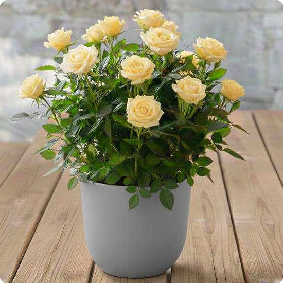 Offrez un Rosier en pot plein de charme avec 123fleurs. Livraison rapide partout en France par un fleuriste local.