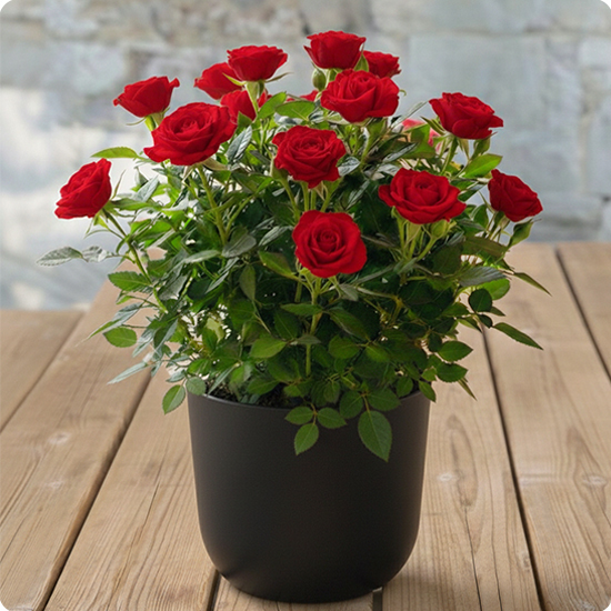 Offrez un Rosier en pot plein de charme avec 123fleurs. Livraison rapide partout en France par un fleuriste local.