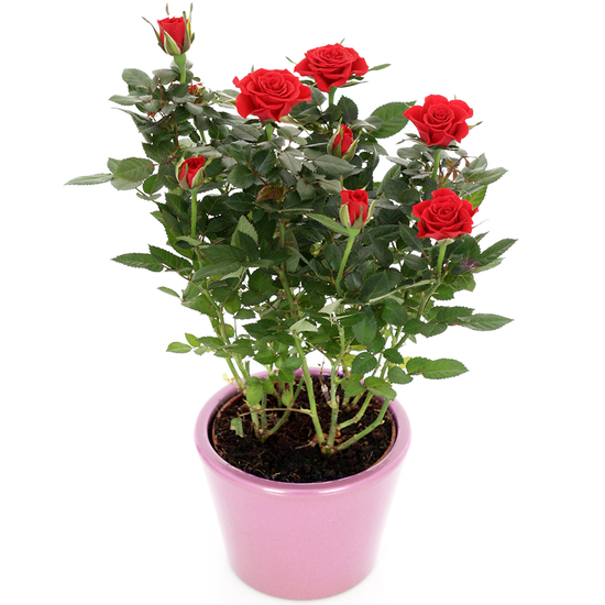 Rosier rouge en pot - Livraison de plantes | 123Fleurs