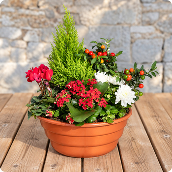 Offrez une jardinière fleurie pour la Toussaint avec Saison Fleurie