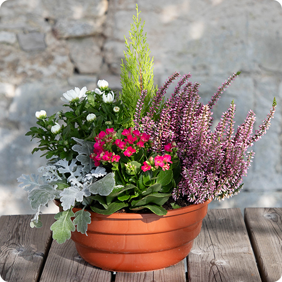 Offrez une jardinière fleurie pour la Toussaint avec Saison Fleurie
