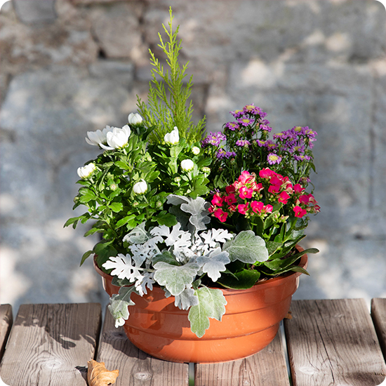 Offrez une jardinière fleurie pour la Toussaint avec Saison Fleurie