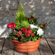 Jardinière fleurie Saison Fleurie avec cyclamen, bruyère, cyprès citronné et piments décoratifs - 123fleurs