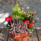 Jardinière fleurie Saison Fleurie avec cyclamen, bruyère, cyprès citronné et piments décoratifs - 123fleurs