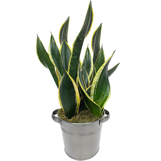 Plante Sanseveria Livraison De Fleurs 