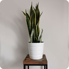 Sansevieria : La Plante Idéale pour un Intérieur Sain et Tendance