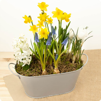 Arrangement de plantes Souvenirs d'enfance