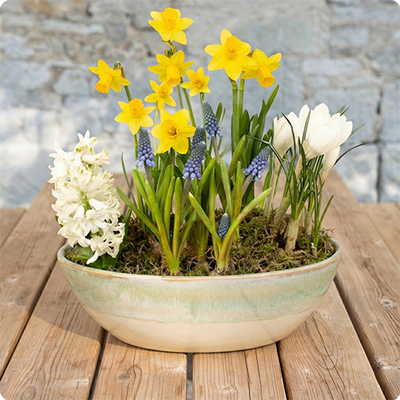 Arrangement de plantes Souvenirs d'enfance