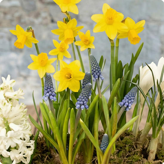 Arrangement de plantes Souvenirs d'enfance