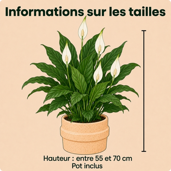 Spathiphyllum en fleurs en pot avec cache-pot au choix du fleuriste