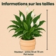 Plantes vertes et fleuries - Spatiphyllum en fleurs