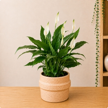 Spathiphyllum en fleurs en pot avec cache-pot au choix du fleuriste