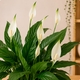 Plantes vertes et fleuries - Spatiphyllum en fleurs